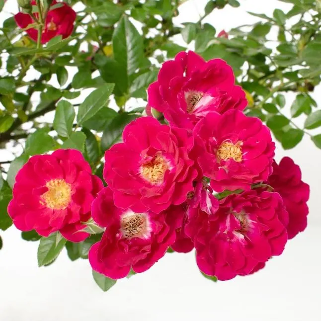 National Plant Network Pink Pink Crush 2 -Gallon 1 -Pack in Planter