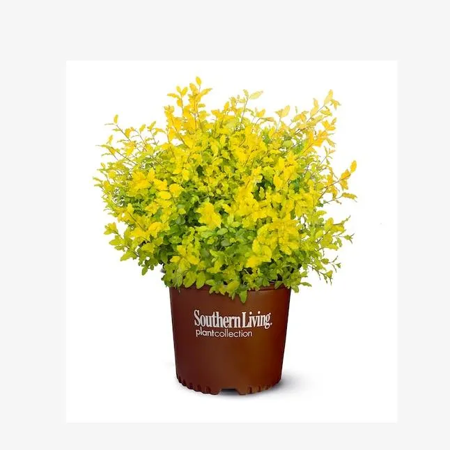 Southern Living Plant Collection Sunshine Ligustrum Accent Shrub in 2.5 -Quart Pot 1 -Pack