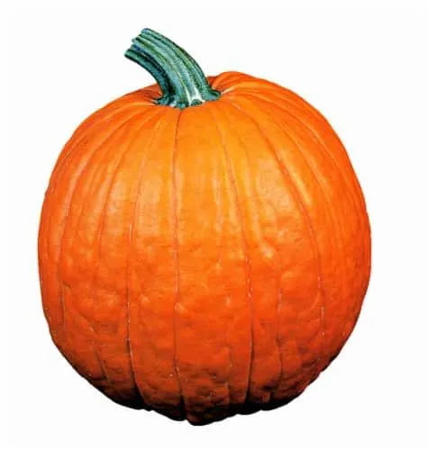 Fresh Grown Large Pumpkins (Up to 19 lbs) - Each