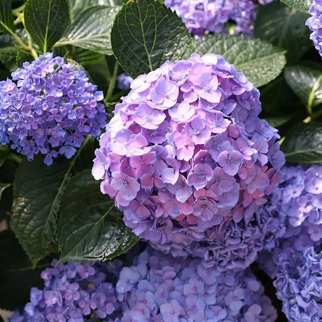 Proven Winners Let's Dance Blue Jangles Reblooming Hydrangea Flowering Shrub in 1 -Quart Pot 1.0 -Pack with Multicolor Blooms
