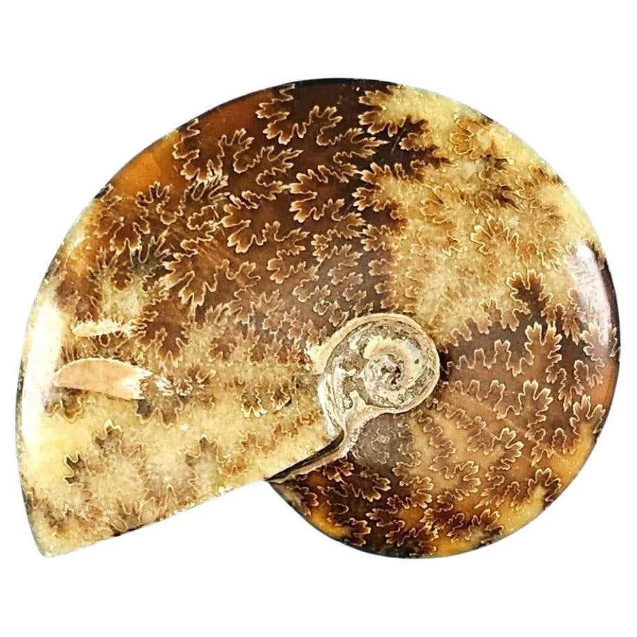 Polished Ammonite Shell, Cleoniceras sp, Around 110 Million Years Old