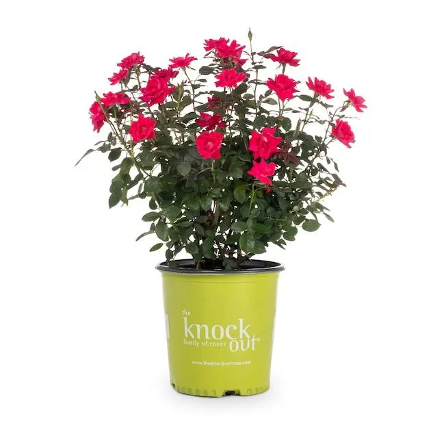 Lowe's Red Double Knock Out Rose 2.0 -Gallon 1.0 -Pack in Pot