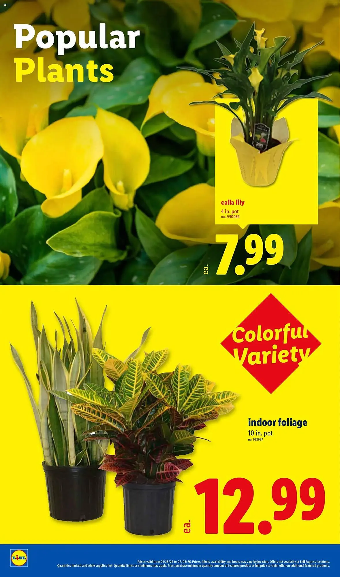 Weekly ad Lidl weekly ad from January 28 to February 4 2026 - Page 24