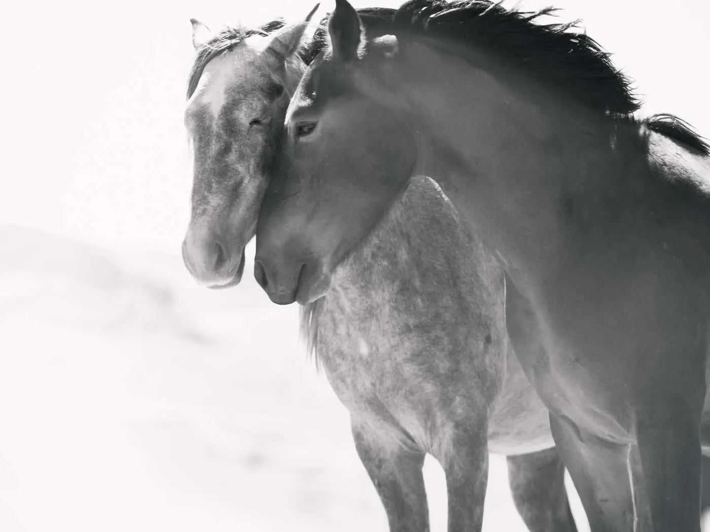 Shane Russeck"Soulmates" 40x60 Black and White Photography of Wild Horses Mustangs Photograph 2021