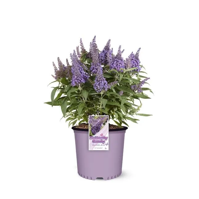 Butterfly Candy Lavender Lil' Lavender Buddleia Flowering Shrub in 2.5 -Quart Pot 1 -Pack