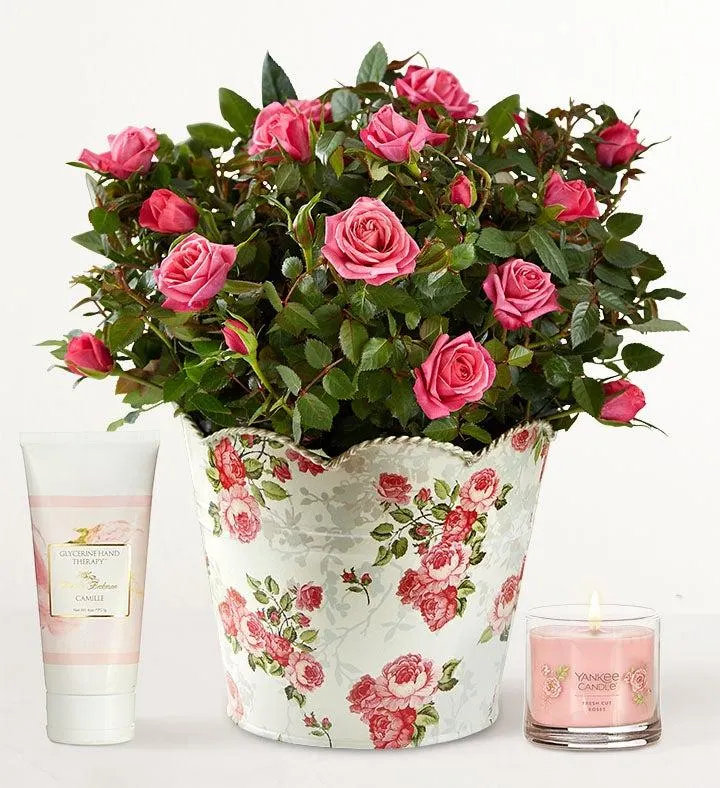 Classic Budding Rose