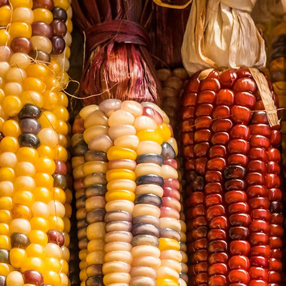 Harvest®