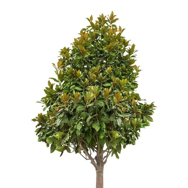 Southern Planters 7 -Gallon White Flowering Kay Parris Southern Magnolia In pot (with soil)