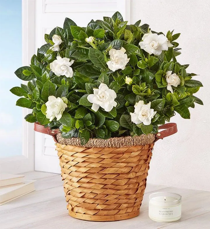 Blooming Gardenia Plant in Basket