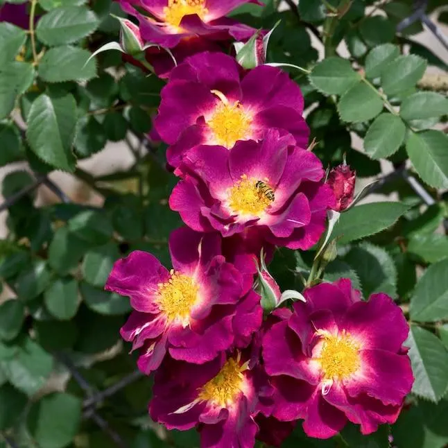 Spring Hill Nurseries Purple Flowering Stormy Weather Climbing Rose 1 -Pack 1 -Pack in Bare root