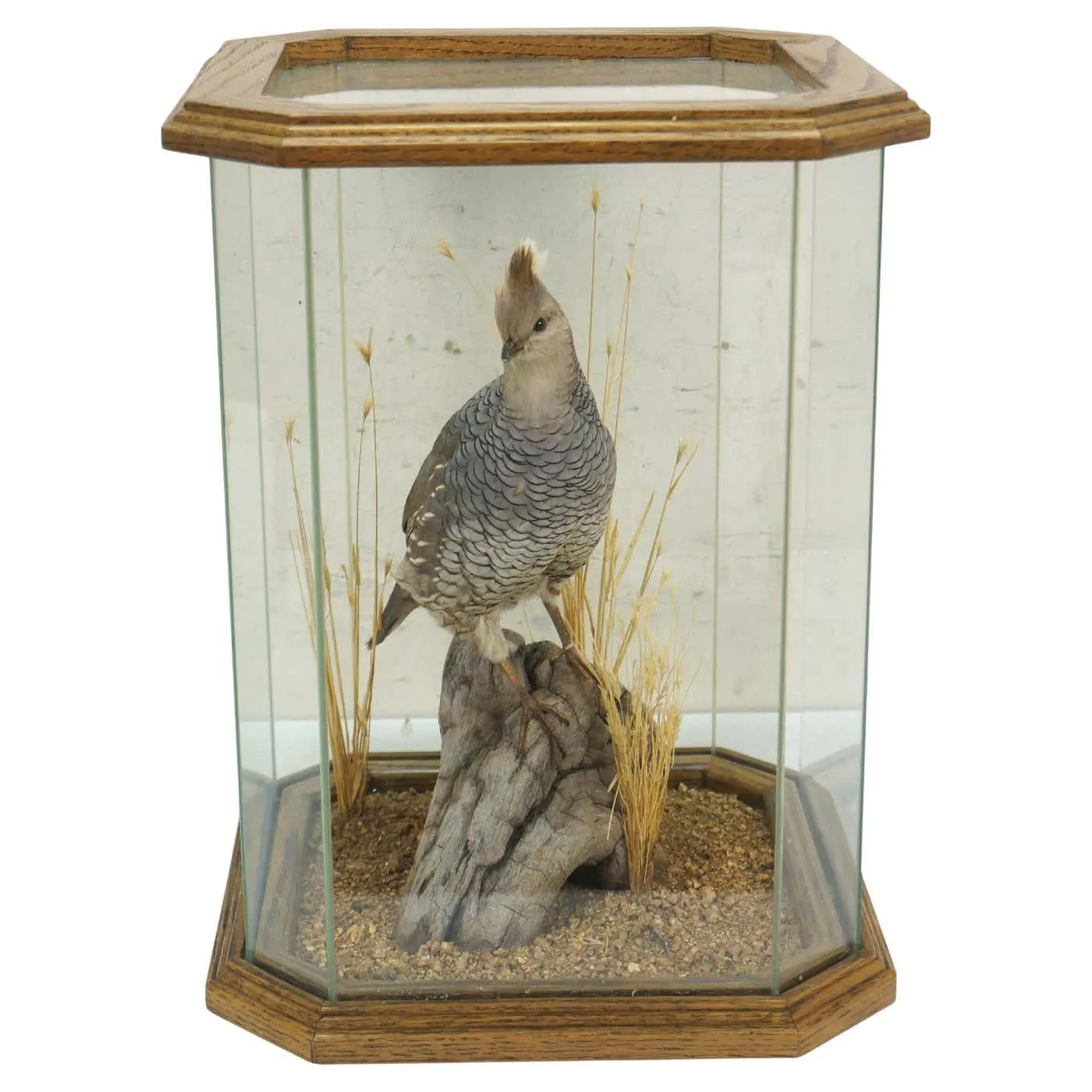 Vintage Scaled Blue Quail Taxidermy Bird Mount in Display Case 15"