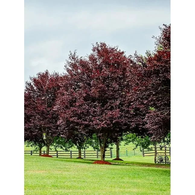 Southern Planters 5 -Gallon Pink Flowering KV Plum In pot (with soil)