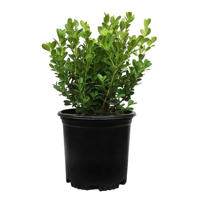 Altman Plants Japanese Boxwood Foundation/Hedge Shrub in 2.5 -Quart Pot 1.0 -Pack with White Blooms