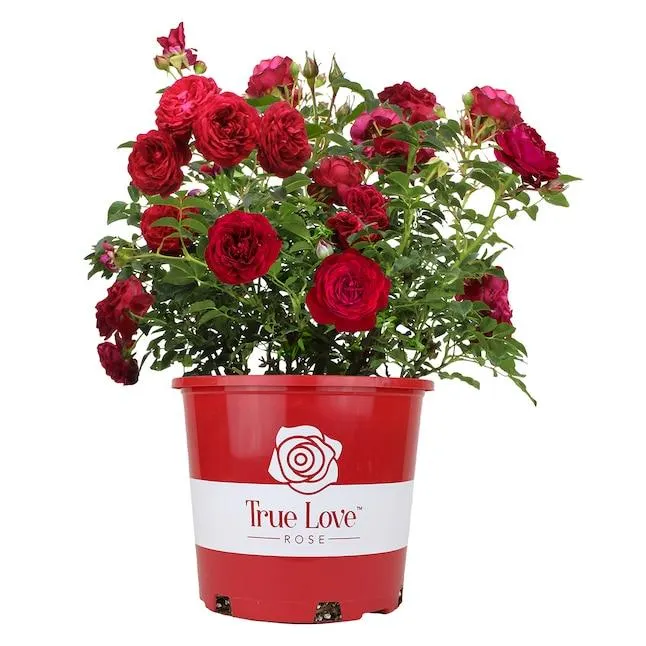 Altman Plants Red True Bloom True Love Rose 6 -Quart 1.0 -Pack in Pot
