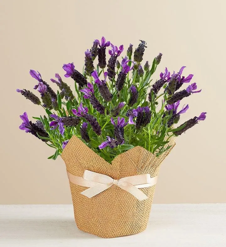 Lovely Lavender Plant