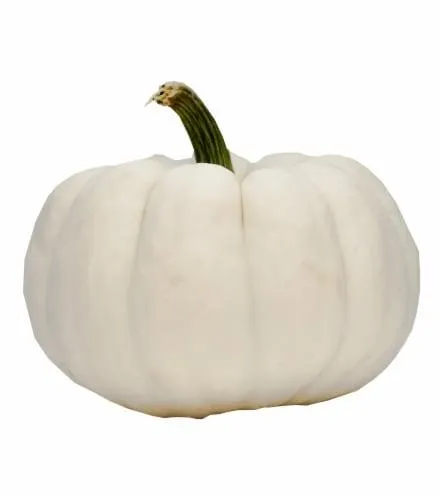 Fresh Grown White Pumpkins - Each