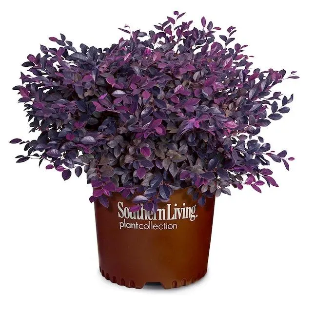Southern Living Plant Collection Purple Daydream Loropetalum Foundation/Hedge Shrub in 2 -Gallon Pot 1 -Pack with Pink Blooms