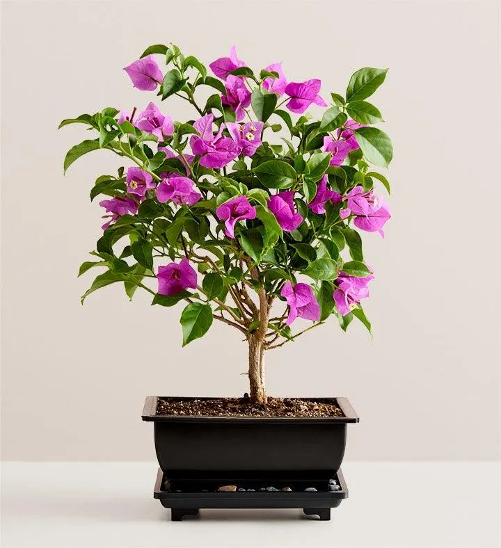 Bougainvillea Bonsai
