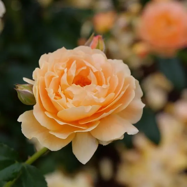 Proven Winners Orange At Last Rose (Rosa) Flowering Shrub in 1-Quart Pot