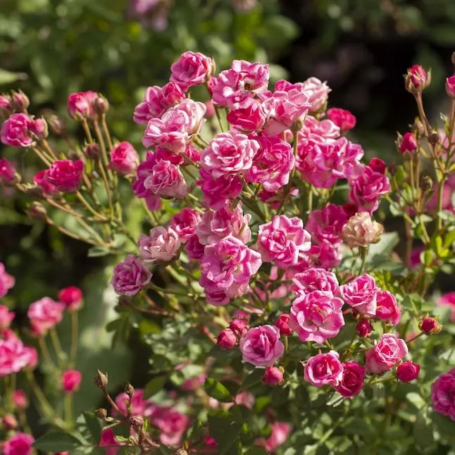 National Plant Network Pink Pinku 3 -Pack 3 -Pack in Bare root