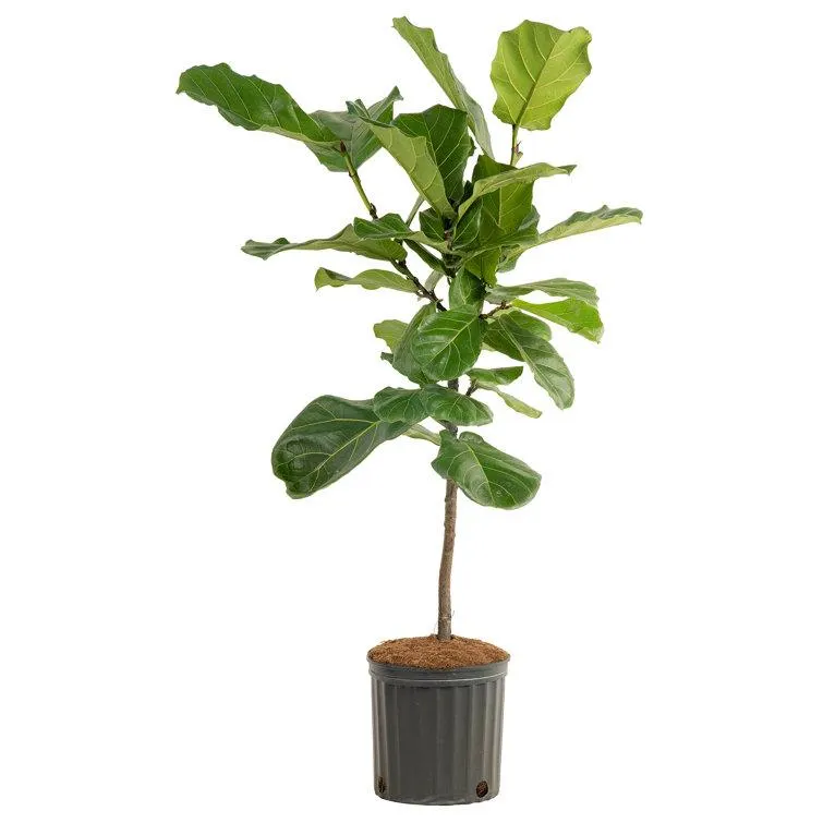 Costa Farms Indoor Fiddle Leaf Fig Ficus Lyrata Standard House Plant in 10-inch Grow Pot