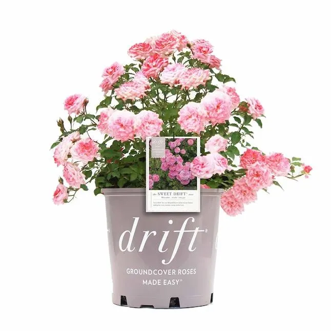 Perfect Plants Pink Sweet Drift Rose 3 -Gallon 1 -Pack in Pot