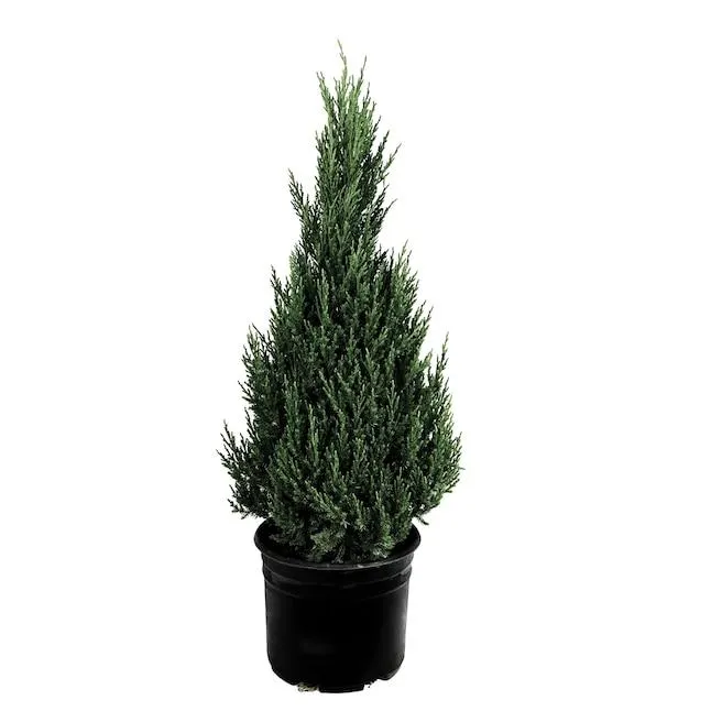 Blue Point Juniper Foundation/Hedge Shrub in 2.25 -Gallon Pot 1 -Pack