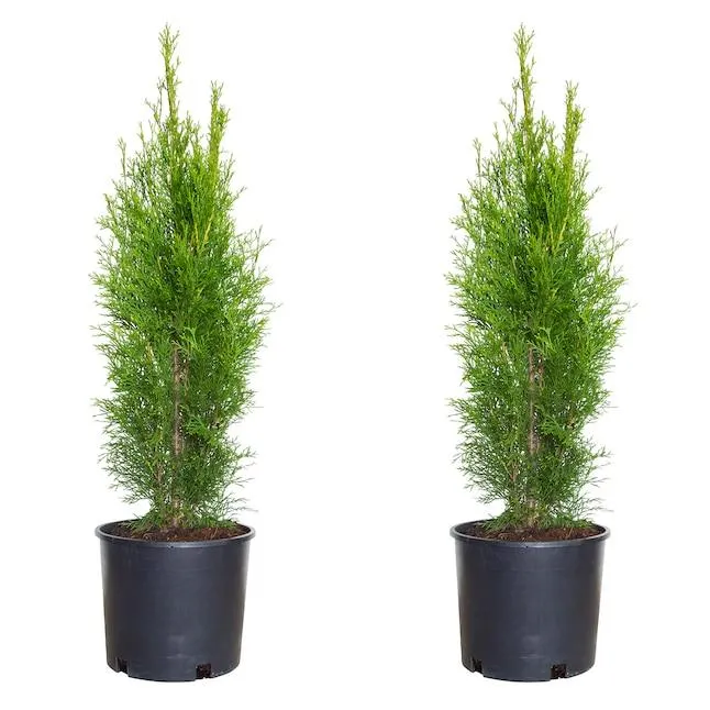 Flowerwood Emerald Green Arborvitae Screening Shrub in 2.5 -Gallon Pot 2 -Pack
