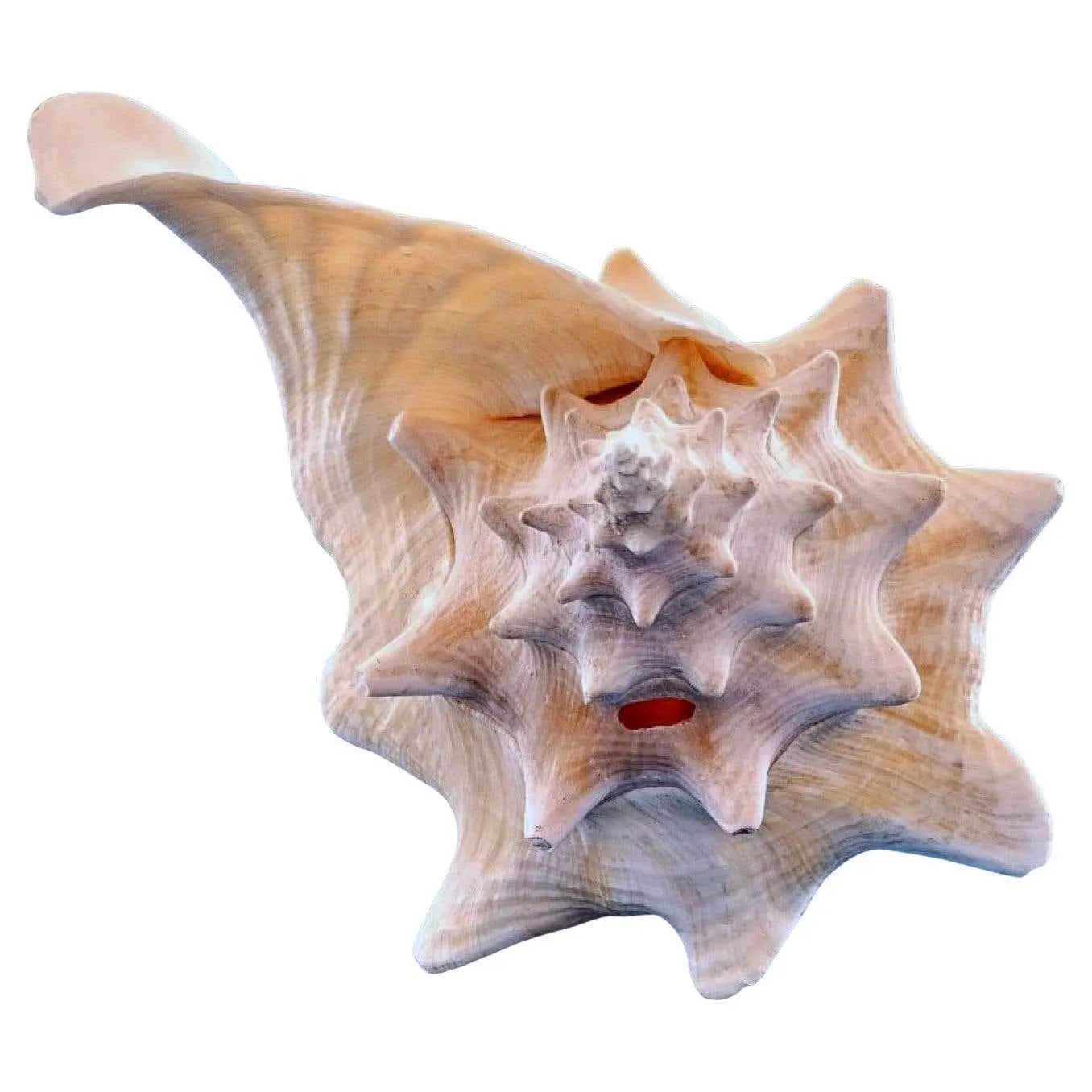 Sea Shell, Extra Large Queen Conch Shell (Lobatus Gigas)