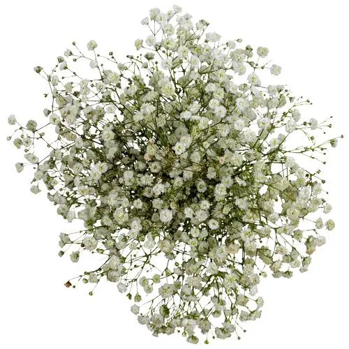 Gypsophila