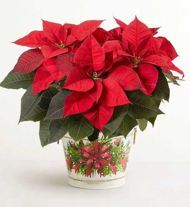 Holiday Traditions Poinsettia