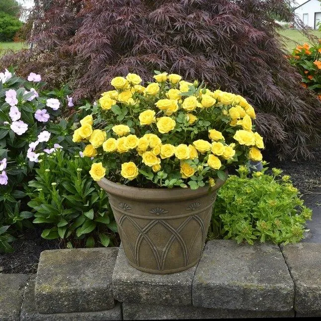 National Plant Network Yellow Yellow Mini flora 2 -Gallon 1 -Pack in Planter
