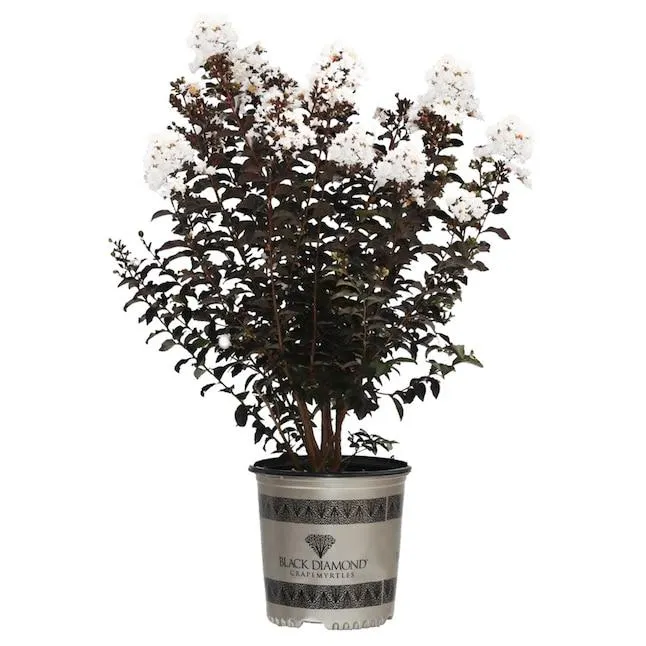 Black Diamond 3 -Gallon White Flowering Crystalline White Crape Myrtle In pot (with soil)