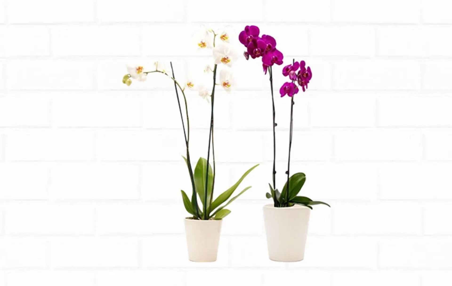 Weekly ad Northgate Market weekly ad from January 29 to February 10 2026 - Page 46