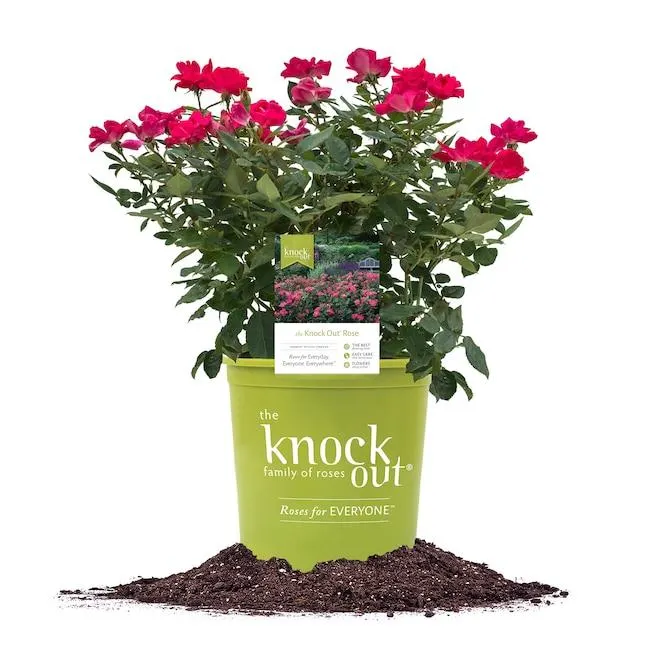 Perfect Plants Red Red KnockOut Rose 3 -Gallon 1 -Pack in Pot