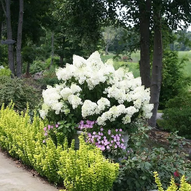 Proven Winners Bobo Panicle Hydrangea (Paniculata) Flowering Shrub in 1 -Quart Pot 1.0 -Pack with White Blooms