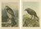 J. F. Naumann, The Golden Eagle and Northern Goshawk, 1901, Lithographs, Set of 2