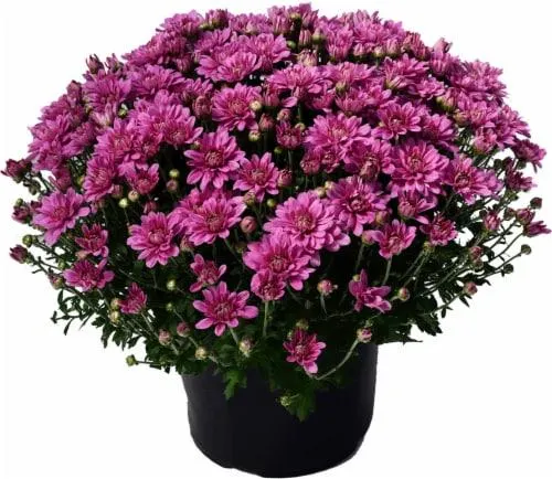 Outdoor Mums (Offered in Yellow - Purple - Red and White)