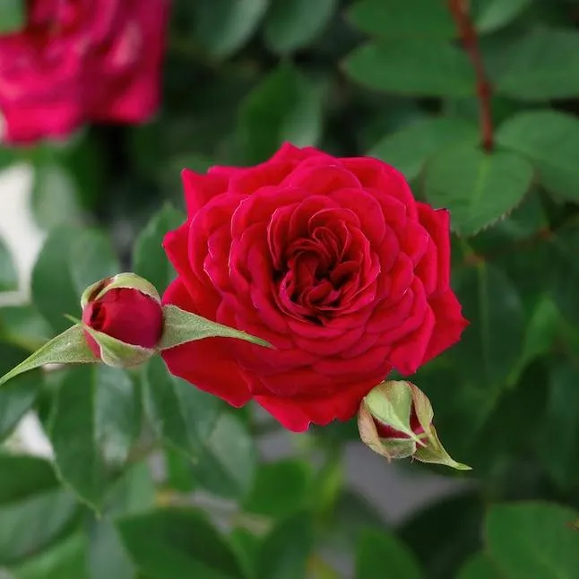 National Plant Network Red Watermelon Sunblaze 1 -Gallon 1 -Pack in Pot