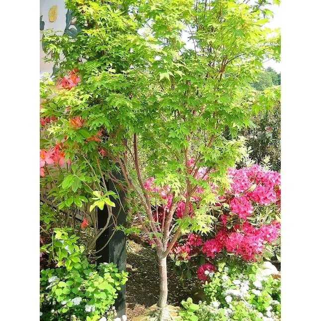 Southern Planters 1 -Gallon Feature Sango Kaku Coral Bark Japanese Maple In pot (with soil)