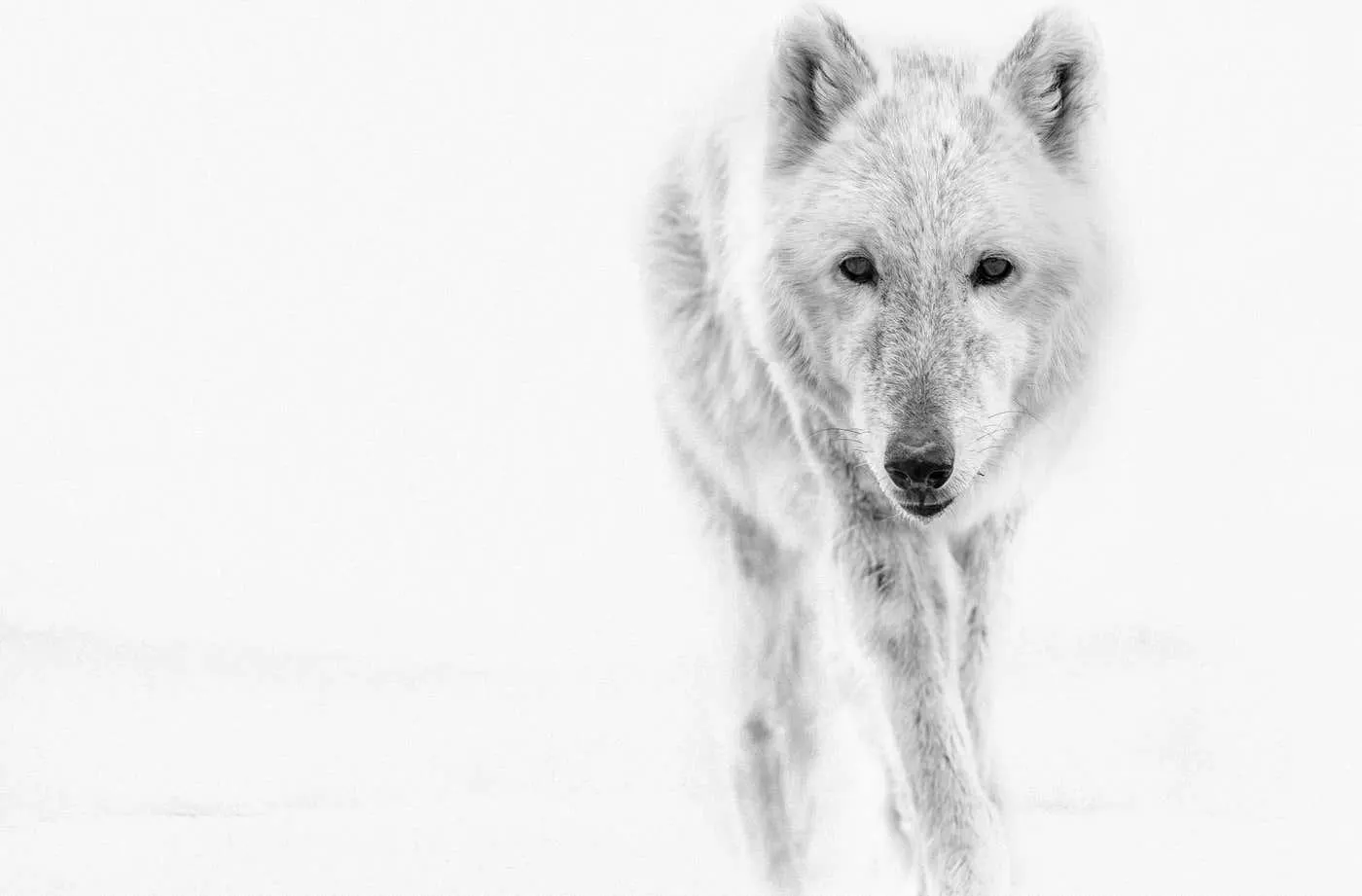 Shane Russeck"Arctic Wolf" 36x48 Photograph Black and White Photography, Wolves Art Print 2018