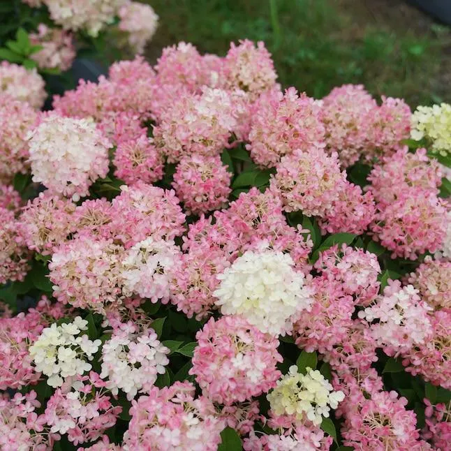 Proven Winners Fire Light Tidbit Panicle Hydrangea (Paniculata) Flowering Shrub in 1 -Gallon Pot 1.0 -Pack with Multicolor Blooms