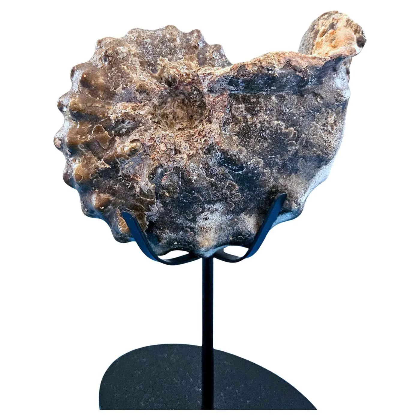 A Stunning Knobby Ammonite Fossil Specimen, About 93 Million Years Old