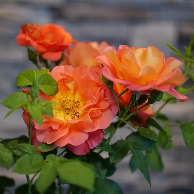 Proven Winners Orange Rise Up Emberays Rose (Rosa) 1 -Quart 1.0 -Pack in Pot