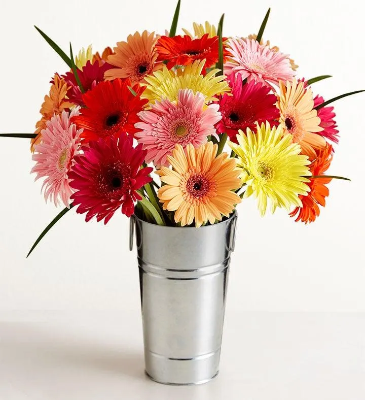 Happy Gerbera Daisies, 12-24 Stems