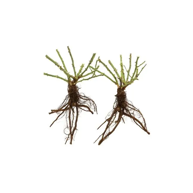 National Plant Network Red Rose Climbing Blaze 2 -Pack Bare root