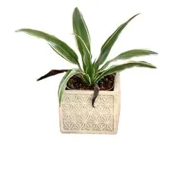 Ornamental Square Concrete Planter