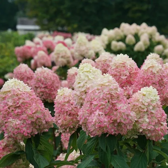 Proven Winners Limelight Prime Panicle Hydrangea (Paniculata) Flowering Shrub in 1 -Quart Pot 1.0 -Pack with Multicolor Blooms