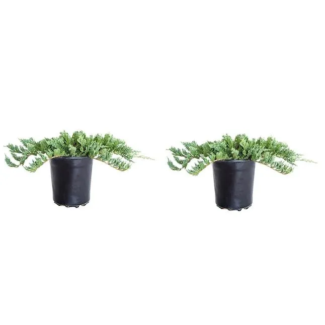 Flowerwood Blue Rug Juniper Foundation/Hedge Shrub in 2.5 -Quart Pot 2.0 -Pack with Green Blooms