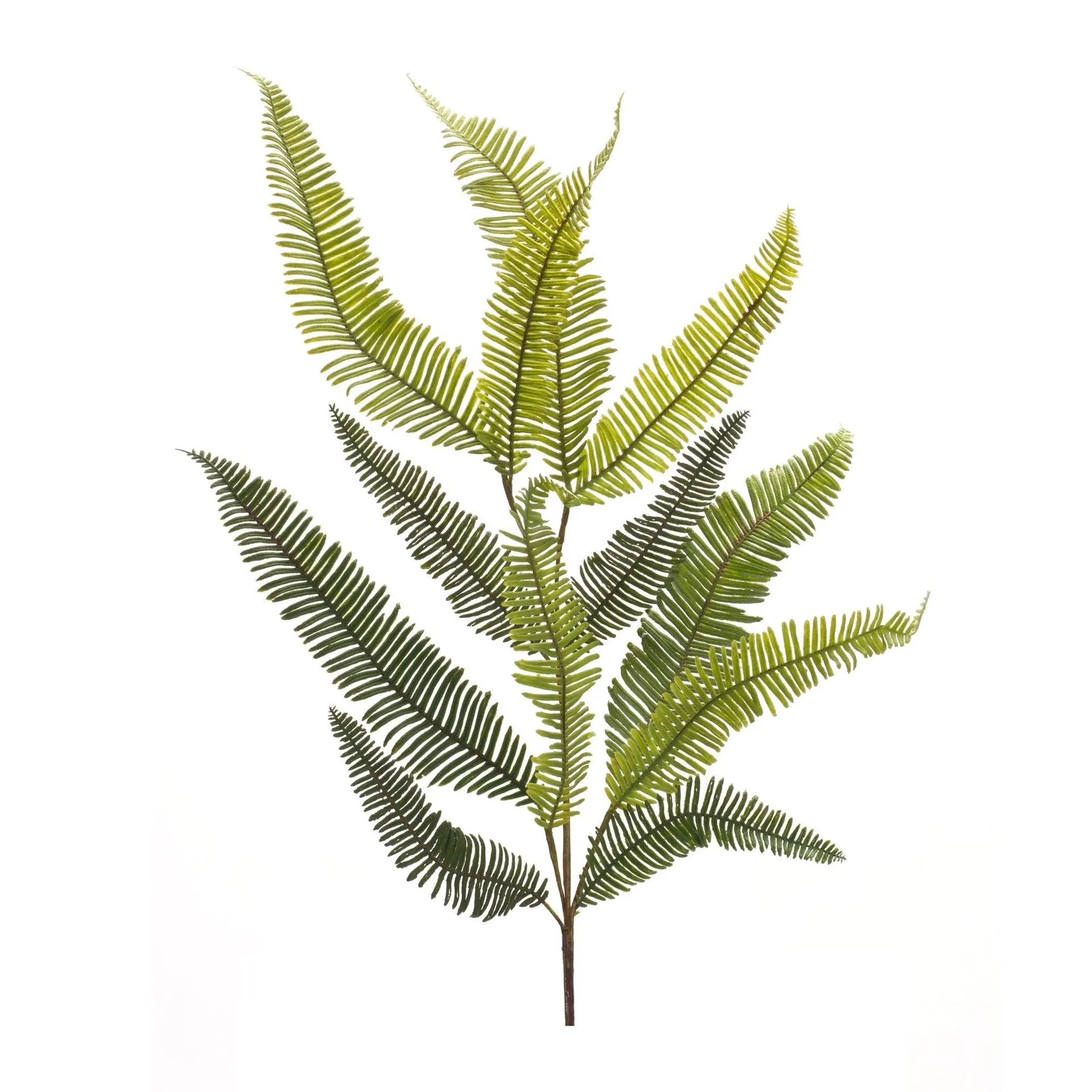 Variegated Fern Foliage 39" Spray, Set of 6